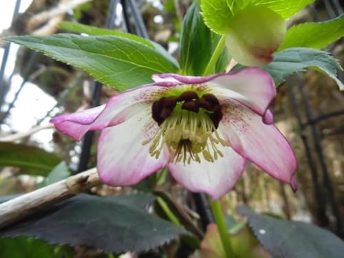 クリスマスローズ 種」の人気商品一覧 | 安い商品を通販サイトから探す